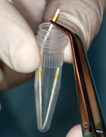 Conul de hârtie cu proba, introdus în tubul trimis la laborator